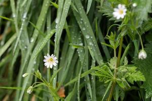 La carne de víbora florece en primavera en Cornwall. foto