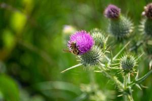 Buff-tailed bumblebee gathering pollen from a Thistle photo