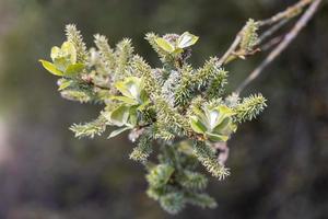 Apple-leaved Willow in springtime photo