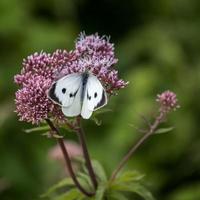 Large White Butterfly feeding on a flowering shrub photo