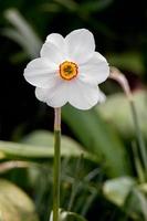 narciso de ojo de faisán floreciendo en primavera foto