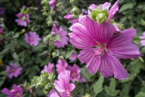Mallow blooming profusely in a park in London photo