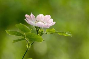 Wild pink Dog Rose flowering in springtime photo