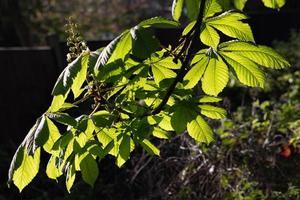 Horse Chestnut Tree Bursting With New Growth photo