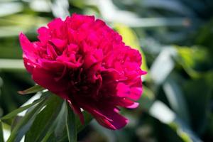 peonía roja viva que florece en un jardín bajo el sol de primavera foto