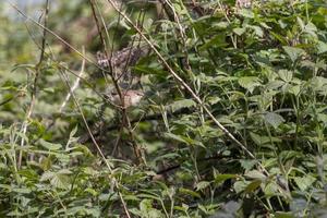 Reed Warbler exploring vegetation by Weir Wood reservoir photo