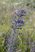 Viper's Bugloss growing on the cliff edge near Beachy Head photo