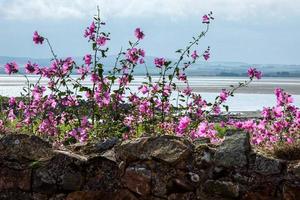 Mallow Growing behind a Stone Wall on Holy Island photo