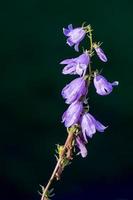 Harebell iluminada por el sol floreciendo en un jardín en Candide Italia foto