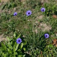 acianos azules que crecen junto al paseo marítimo de Eastbourne foto