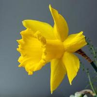 Vibrant yellow Daffodil in a vase photo