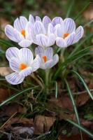 Crocuses flowering in East Grinstead photo