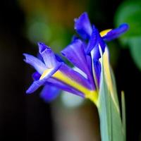 flor de iris que florece en primavera en un jardín inglés foto