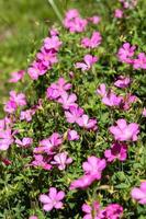 Pink Geranium flowering profusely in a garden in East Grinstead photo