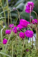 A group of magenta Anemones flowering in a garden in springtime photo