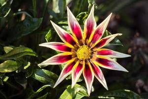 gazania amarilla y roja floreciendo en un jardín inglés foto