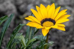 Yellow Gazania flowering in an English garden photo