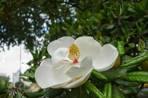 Magnolia tree flowering in Istanbul photo