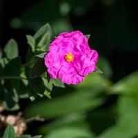 Pink Cistus  flowering in a garden in West Sussex photo