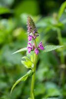 Clowns Woundwort flowering by the mere in Ellesmere photo