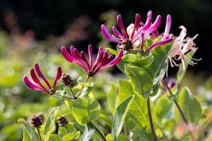 Etruscan Honeysuckle on display in a garden in Hanmer photo