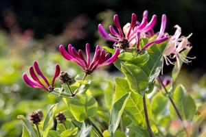 madreselva etrusca en exhibición en un jardín en hanmer foto