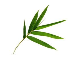 hojas de bambú aisladas sobre fondo blanco foto