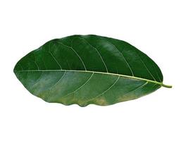 Green Jackfruit leaves on white background photo