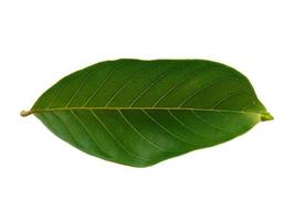 Nephelium lappaceum leaves or rambutan leaf on white background photo