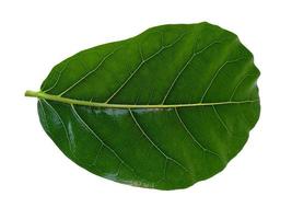 Green Jackfruit leaves on white background photo