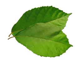 Green leaves isolated on white background photo