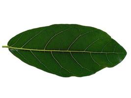 Green Jackfruit leaves on white background photo