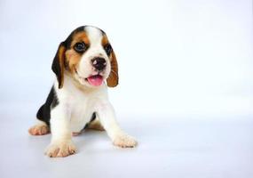 adorable beagle tricolor en pantalla blanca. Los beagles se utilizan en una variedad de procedimientos de investigación. la apariencia general del beagle se asemeja a un raposero en miniatura. Los beagles tienen excelentes narices. foto