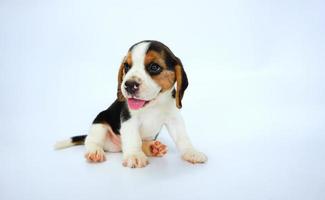 Adorable Tricolor  beagle on white screen. Beagles are used in a range of research procedures. The general appearance of the beagle resembles a miniature Foxhound. Beagles have excellent noses. photo