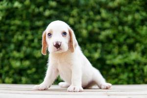 lindo cachorro beagle de un mes de edad sentado en el suelo verde y mirando hacia adelante. la imagen tiene espacio de copia para publicidad o texto. Los beagles tienen excelentes narices. foto