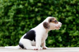 lindo cachorro beagle de un mes de edad sentado en el suelo verde y mirando hacia adelante. la imagen tiene espacio de copia para publicidad o texto. Los beagles tienen excelentes narices. foto
