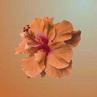 Hibiscus rosa-sinensis blooming flower photo