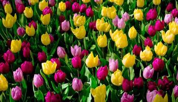 fondo de primavera, flor de tulipán, hermoso color brillante, flor en el jardín en el campo abierto, cálido día de primavera, primer plano foto