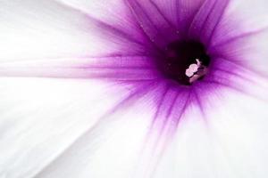 Detalle de la textura de la flor de la gloria de la mañana foto