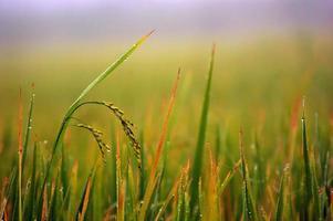 Drops of water on the ear of paddy photo