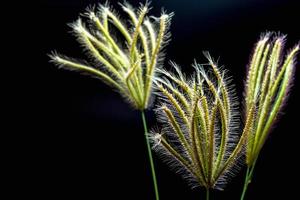flor de hierba de dedo tragado foto