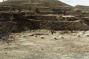 Scenic landscape with livestock. Dagestan, Russia photo
