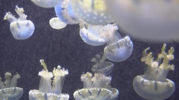 medusas azules y amarillas blancas flotando en el acuario de agua en 4k