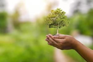 árbol en crecimiento en una mano humana y en un fondo verde y soleado concepto ecológico tarjeta del día de la tierra proteger el medio ambiente mantener el mundo limpio foto