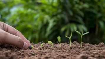 plantar plantas en el suelo en orden de germinación o crecimiento de la planta y plantar a mano plantas en el suelo ideas para plantar.