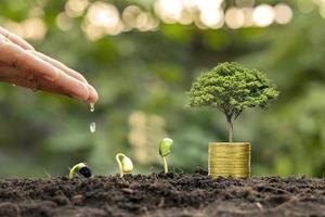 Hands watering plants growing on soil and coins among green nature blur financial concept and profits from financial investments photo