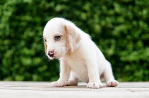 lindo cachorro beagle de un mes de edad sentado en el suelo verde y mirando hacia adelante. la imagen tiene espacio de copia para publicidad o texto. Los beagles tienen excelentes narices. foto