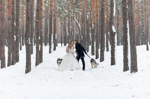 la novia y el novio alegres con dos husky siberianos se posan en el fondo del bosque nevado. foto