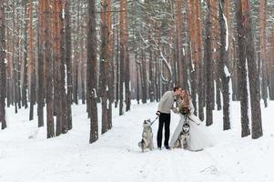 la novia y el novio alegres con dos husky siberianos se posan en el fondo del bosque nevado. foto