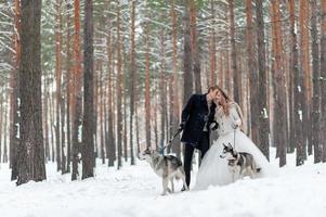 la novia y el novio alegres con dos husky siberianos se posan en el fondo del bosque nevado. foto